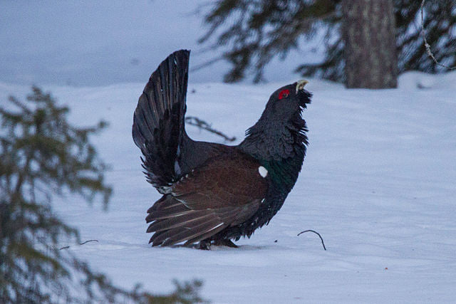 Älgkött Viltkött Renkött Karesuando Eliasson Renvilt Kiruna Gällivare Haparanda Luleå